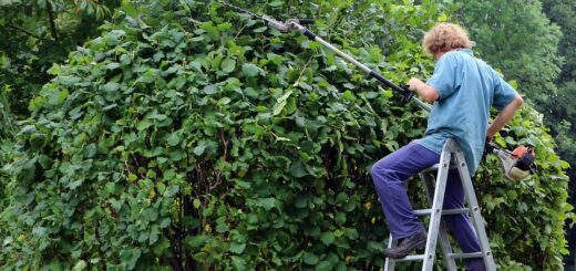 sekatory elektryczne