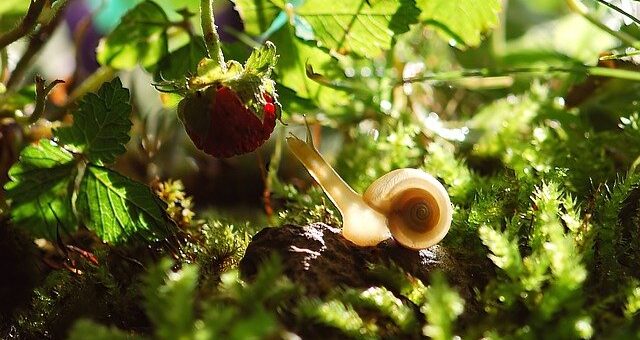 preparaty na ślimaki