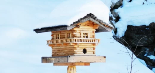 budka dla ptaków